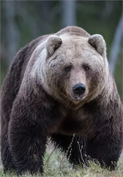 Brown bear (Ursus arctos) male, portrait. Martinselkonen, Kainuu, Finland. June