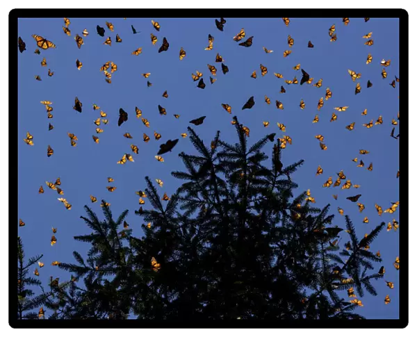 Monarch butterflies (Danaus plexippus) flying during a warm morning