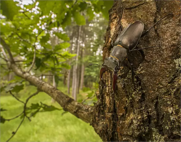 Stag beetle (Lucanus cervus), adult male on oak tree, Italy