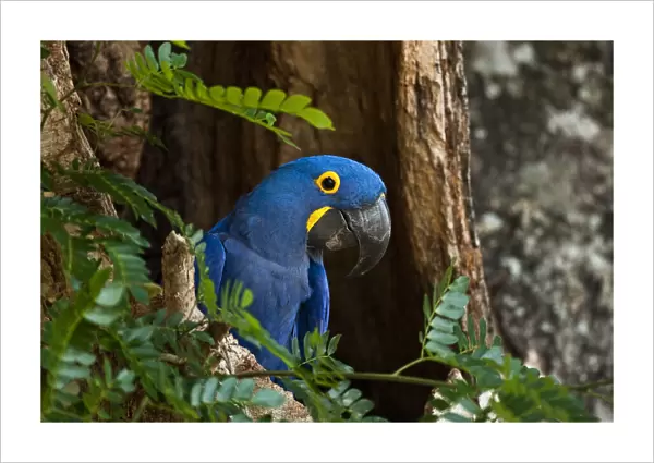 Wild Hyacinth macaw (Anodorhynchus hyacinthimus) Pantanal. Brazil. Endangered, July