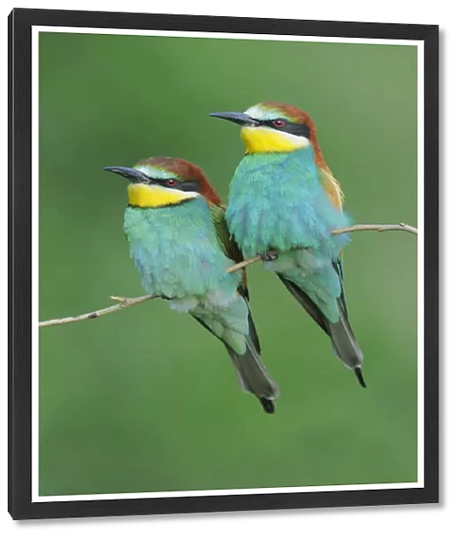 European Bee-eater (Merops apiaster) perched. Hungary, Europe, May