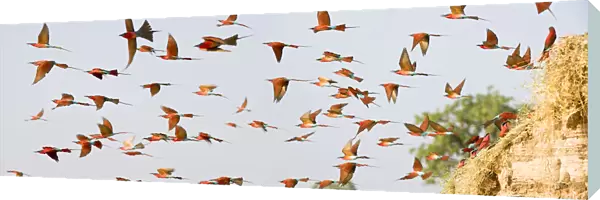 Flock of Southern carmine bee-eaters (Merops nubicoides