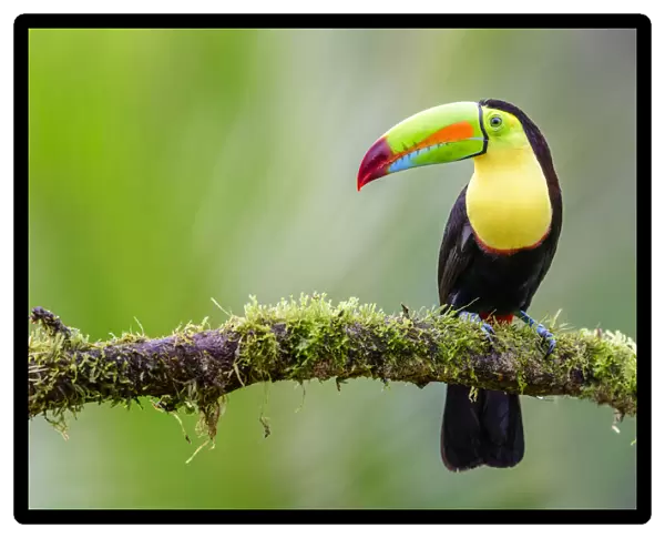 RF - Keel-billed toucan (Ramphastos sulfuratus) perched on mossy branch