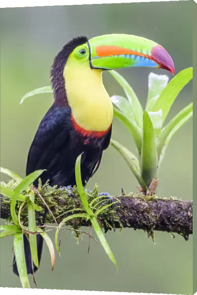 RF - Keel-billed toucan (Ramphastos sulfuratus) perched on branch. Boca Tapada, Costa Rica. (This image may be licensed either as rights managed or royalty free. )