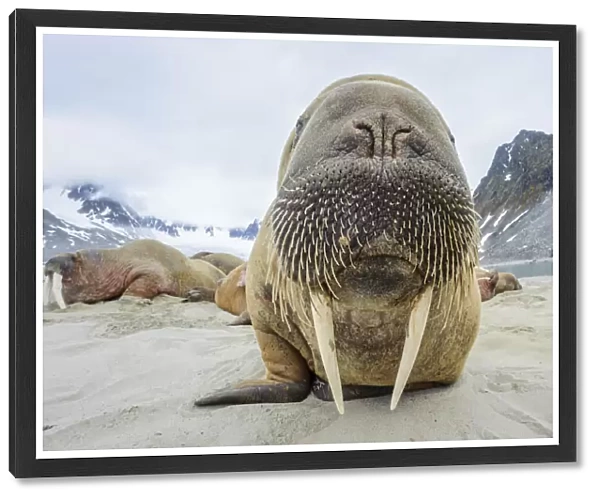 Walrus (Odobenus rosmarus) amongst group hauled out on shore. Spitsbergen, Svalbard, Norway. July