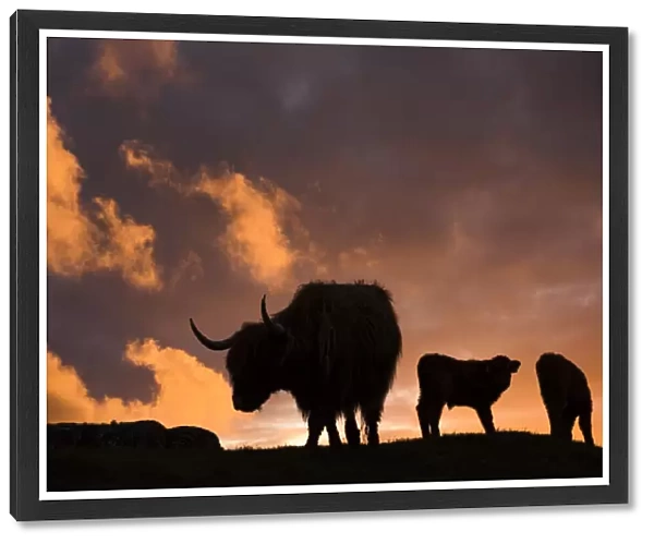 Highland cows, three silhouetted at dusk. Glengorm Estate, Isle of Mull, Scotland, UK