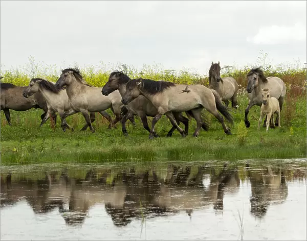 A herd of wild konik horses running, with refection in water