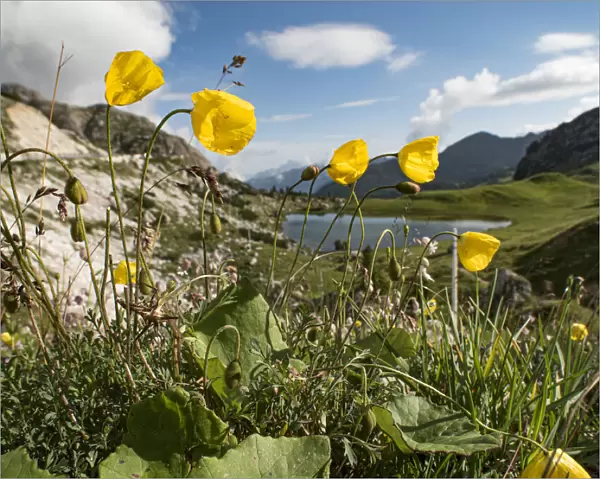 Rhaetian poppy (Papaver rhaeticum) above lake in Dolomites at 2200m