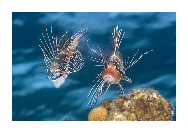 Clearfin lionfish (Pterois radiata) mating. The female (left