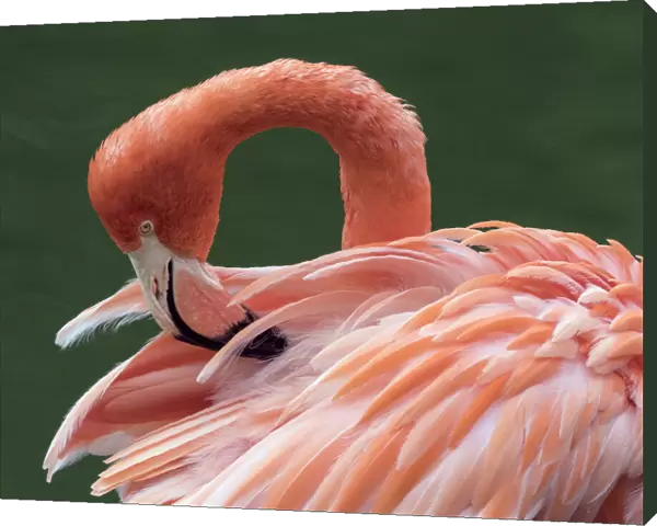 RF - American flamingo (Phoenicopterus ruber) preening feathers. Captive
