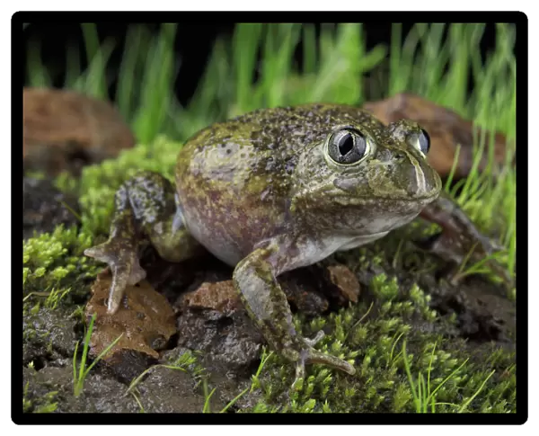 Sudells burrowing frog ( Neobatrachus sudellae ) male