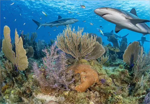 RF - Caribbean reef sharks (Carcharhinus perezi) swim over a coral reef with Common sea