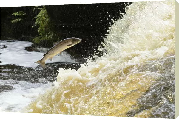 Atlantic salmon (Salmo salar) leaping up waterfall to reach spawning grounds upstream