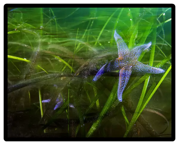 Northern sea star (Asterias rubens), two feeding in Eelgrass (Zostera marina) bed