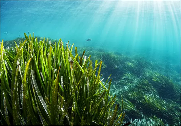 Neptune seagrass (Posidonia oceanica) bed, sun rays shining through water