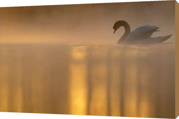 Mute swan (Cygnus olor) backlit on a misty morning. Valkenhorst Nature reserve