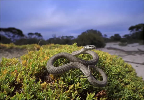 Masters snake (Drysdalia mastersii) male coiled on bush in mallee  /  heathland