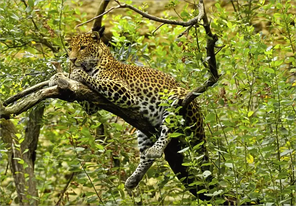 Javan leopard (Panthera pardus melas) captive, endemic to Java. Endemic