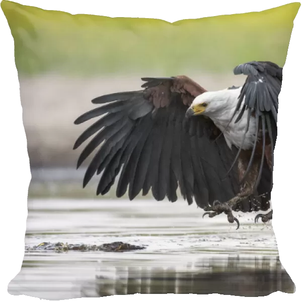 African fish eagle (Haliaeetus vocifer) swoops to catch a freshly caught fish