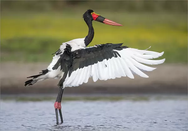 Saddle-billed stork (Ephippiorhynchus senegalensis) flapping wings after preening