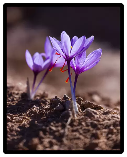 Saffron crocuses (Crocus sativus), cultivated for saffron, Lleida, Catalonia, Spain