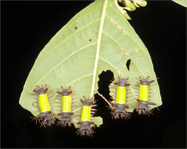 Group of saddleback moth caterpillars (Acharia hyperoche
