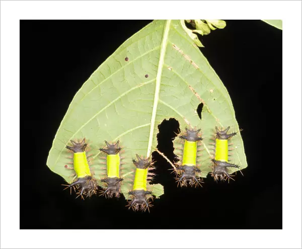 Group of saddleback moth caterpillars (Acharia hyperoche