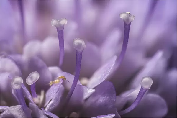 Small scabious (Scabiosa columbaria) with three tiny (1mm) Thrips (Order Thysanoptera