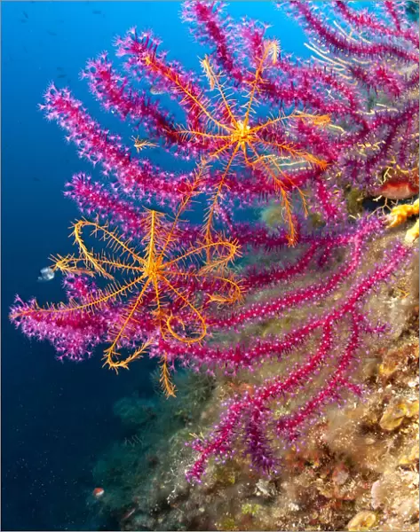 Crinoid or feather star (Antedon mediterranea) on Violescent sea whip or Red sea fan