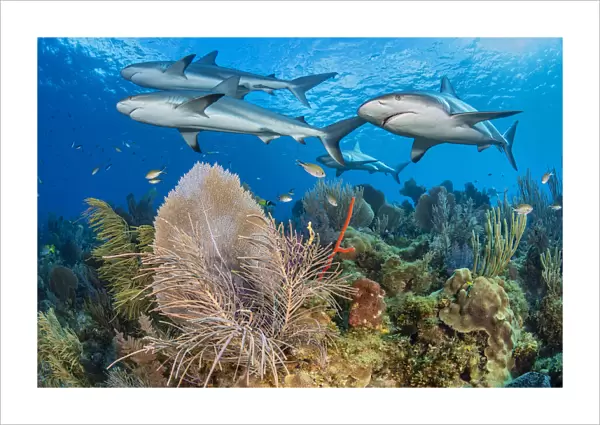 A shiver of Caribbean reef sharks (Carcharhinus perezi) swim over a coral reef with