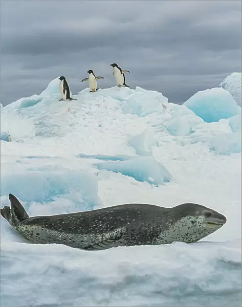 Leopard seal (Hydrurga leptonyx) resting on ice with three Adelie penguin