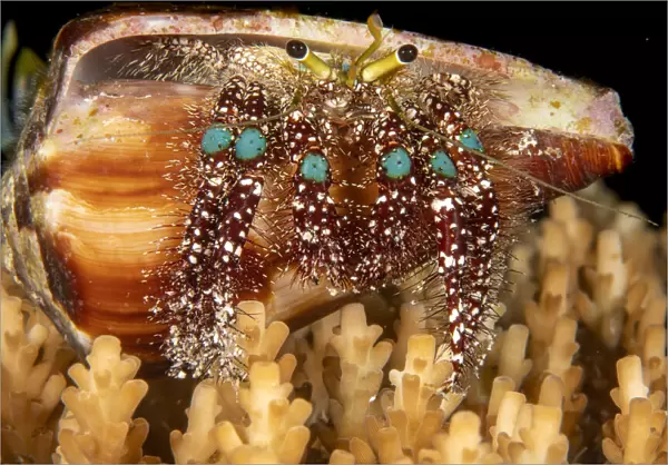 Blue knee hermit crab (Dardanus guttatus) prefers shells with narrow openings such as