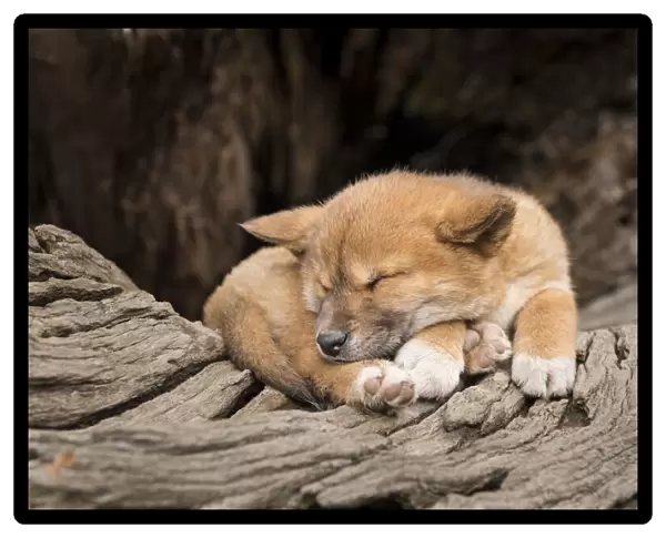Dingo puppy (Canis lupus dingo), asleep on an old tree trunk