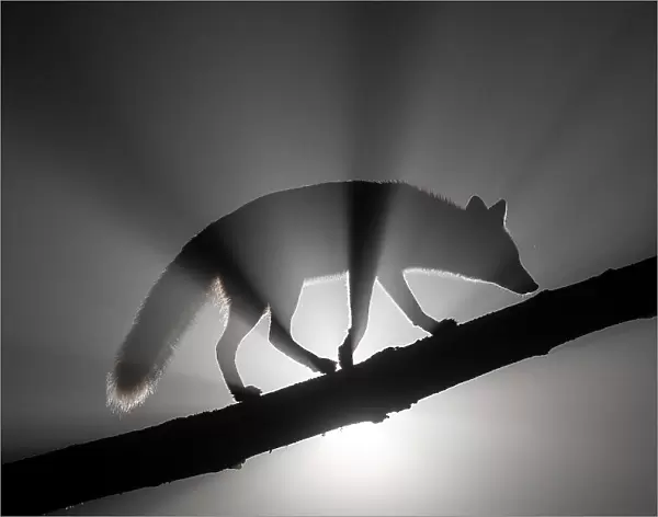 Female Red fox (Vulpes vulpes) walking along tree trunk in heavy fog at night. Light source behind the subject creates dramatic volumetric lighting. Vertes Mountains, Hungary