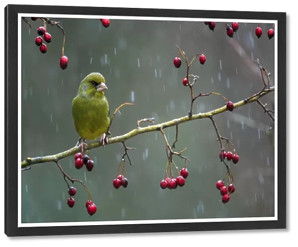 Greenfinch (Carduelis chloris) perched on a branch of hawthron a snowy day
