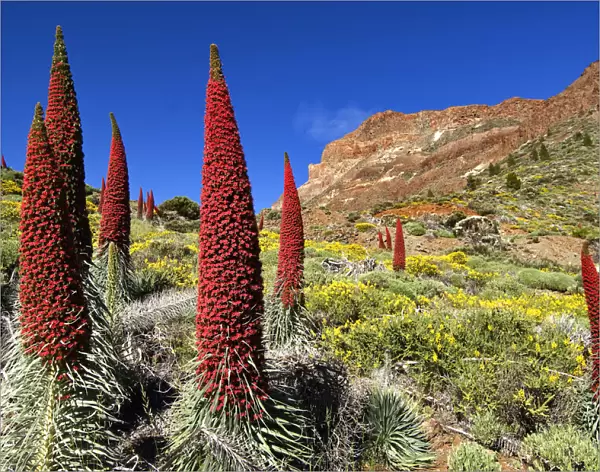 Tajinaste rojo (Echium wildpretii), Teide National Park, UNESCO World Heritage Site