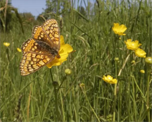 Marsh fritillary butterfly (Euphydryas aurinia) nectaring on a Meadow buttercup