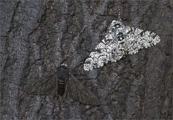 Peppered moth (Biston betularia) showing a comparison of the melanistic form f