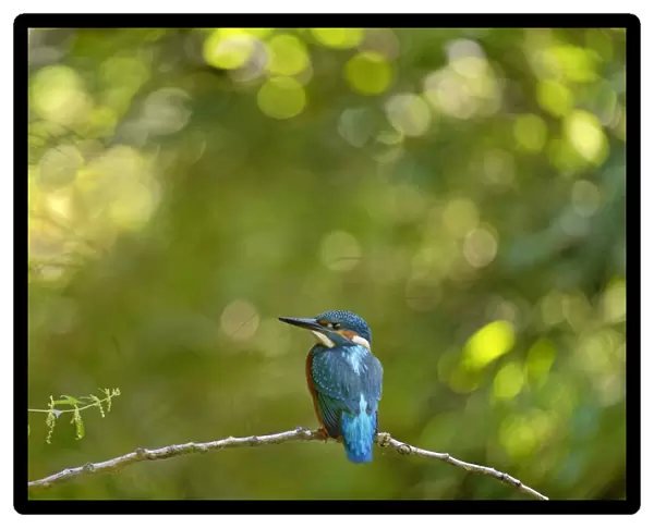 Kingfisher (Alcedo atthis) male perched on branch, Lorraine, France, July