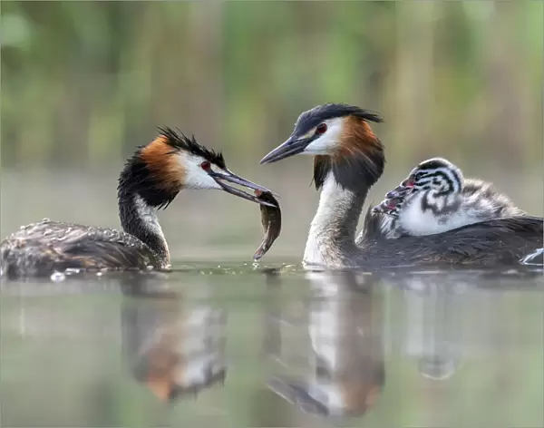 Great crested grebe (Podiceps cristatus) parent bird with chicks on the back while