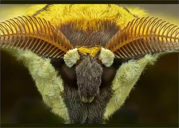 Cat s-eyed emperor moth (Aurivillius aratus), Amedzofe, Ghana. Controlled conditions