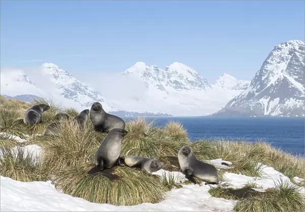 Antarctic fur seals (Arctocephalus gazella) resting on mounds of tussock grass surrounded