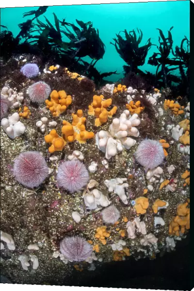 Colourful soft corals, Dead mans fingers (Alcyonium digitatum