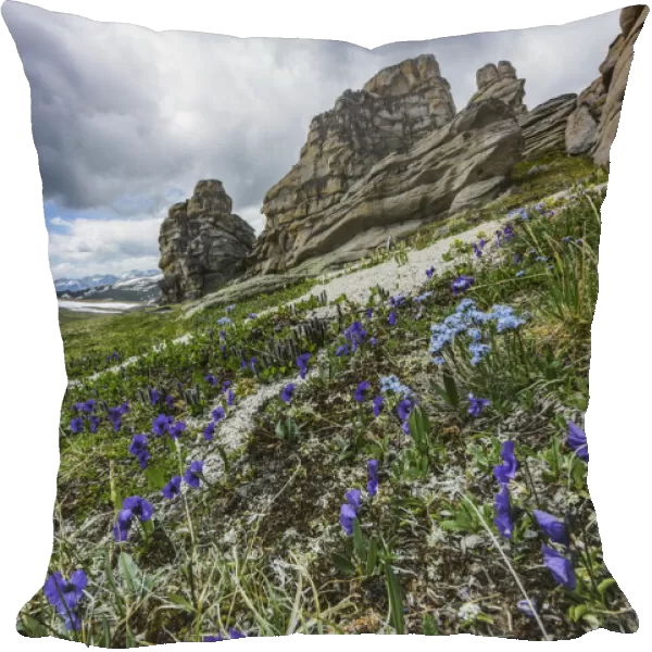 Altai pansy (Viola altaica) Valley of Petrified Clouds. Altai Republic, Russia