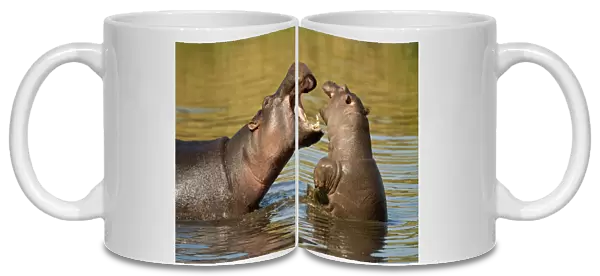 Hippopotamus (Hippopotamus amphibius) adult and young fighting, Masai Mara Nature Reserve
