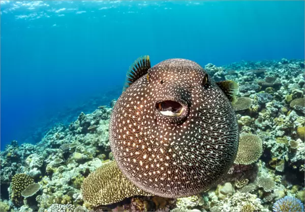 Guineafowl puffer fish (Arothron meleagris) inflated, displaying defensive behaviour over