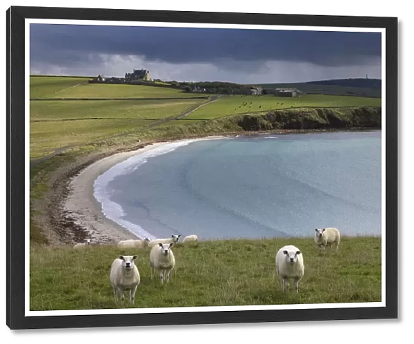 Sheep in a field at Hoxa, South Ronaldsay, Orkney Isles, Scotland. October 2020