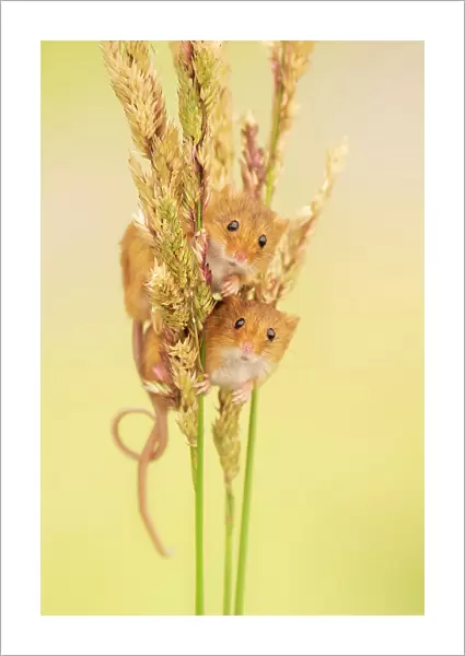 Harvest mice (Micromys minutus) on grass stems, Devon, UK. July Captive