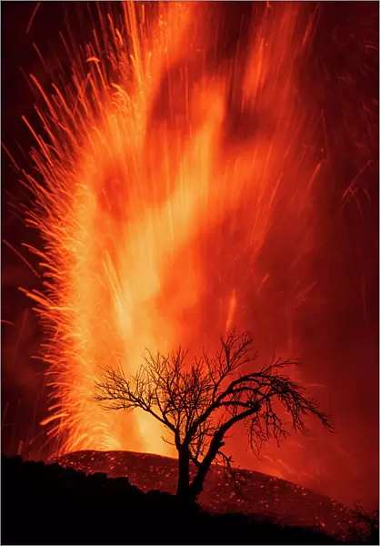 Volcanic eruption with silhouette of tree, Cumbre Vieja Volcano, La Palma, Canary Islands. September 2021