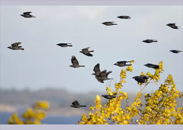 Flock of Eurasian Jackdaw (Corvus monedula) in flight, migration, Hanko, Finland, October